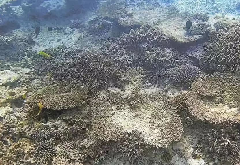 运动员户外防晒霜套装,运动员男士专用防晒霜