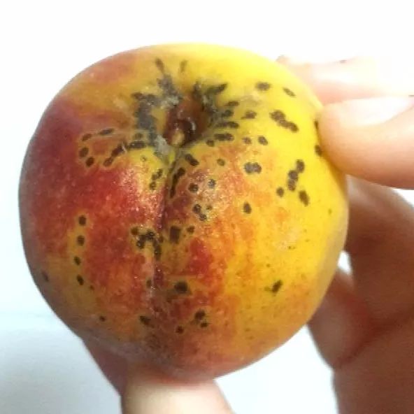 好多红疙瘩！徐女士买的桃子竟长了“青春痘”！这种桃子能吃吗？