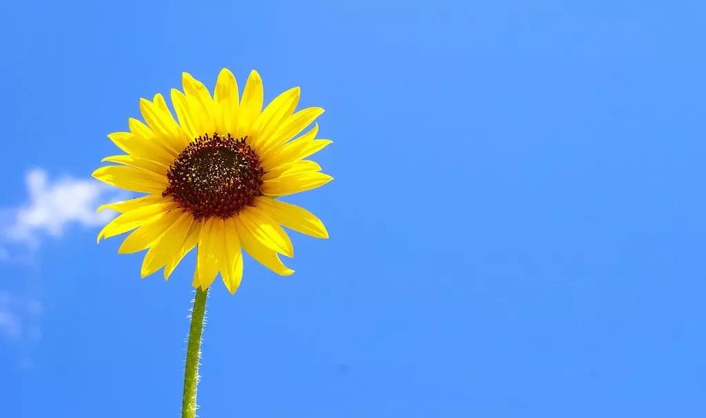 运动员户外防晒霜套装,运动员男士专用防晒霜