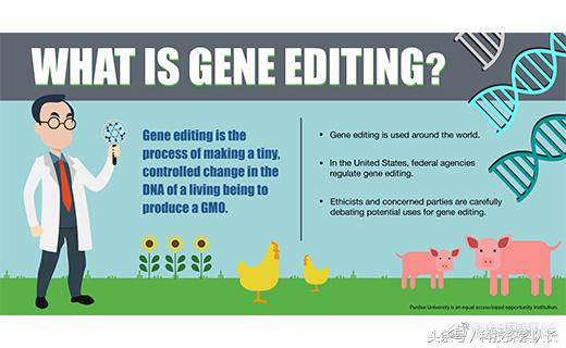 转基因和基因编辑的区别,转基因和基因编辑的植物有啥区别