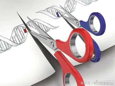 转基因和基因编辑的区别,转基因和基因编辑的植物有啥区别