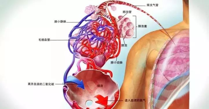 支气管哮喘感染了肺部怎么根治,支气管哮喘冬季一直咳怎么缓解