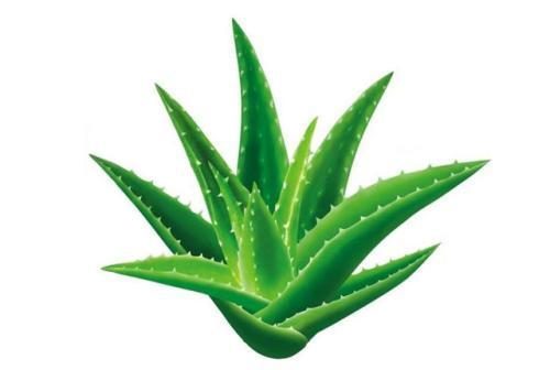 绿色植物如何更好的装点家居,室内装修绿化植物