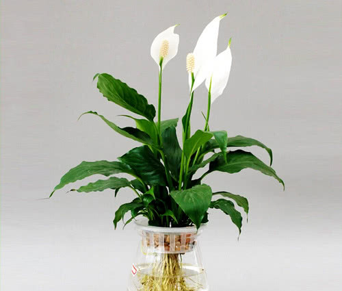 绿色植物如何更好的装点家居,室内装修绿化植物