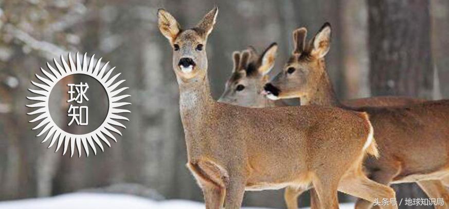 中国的北极领土,中国的北极村在哪
