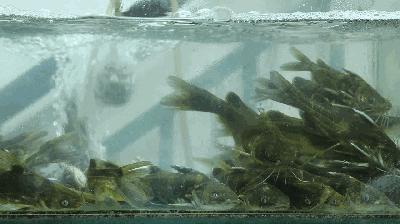 郫都最有名的石锅鱼,石锅鱼金奖