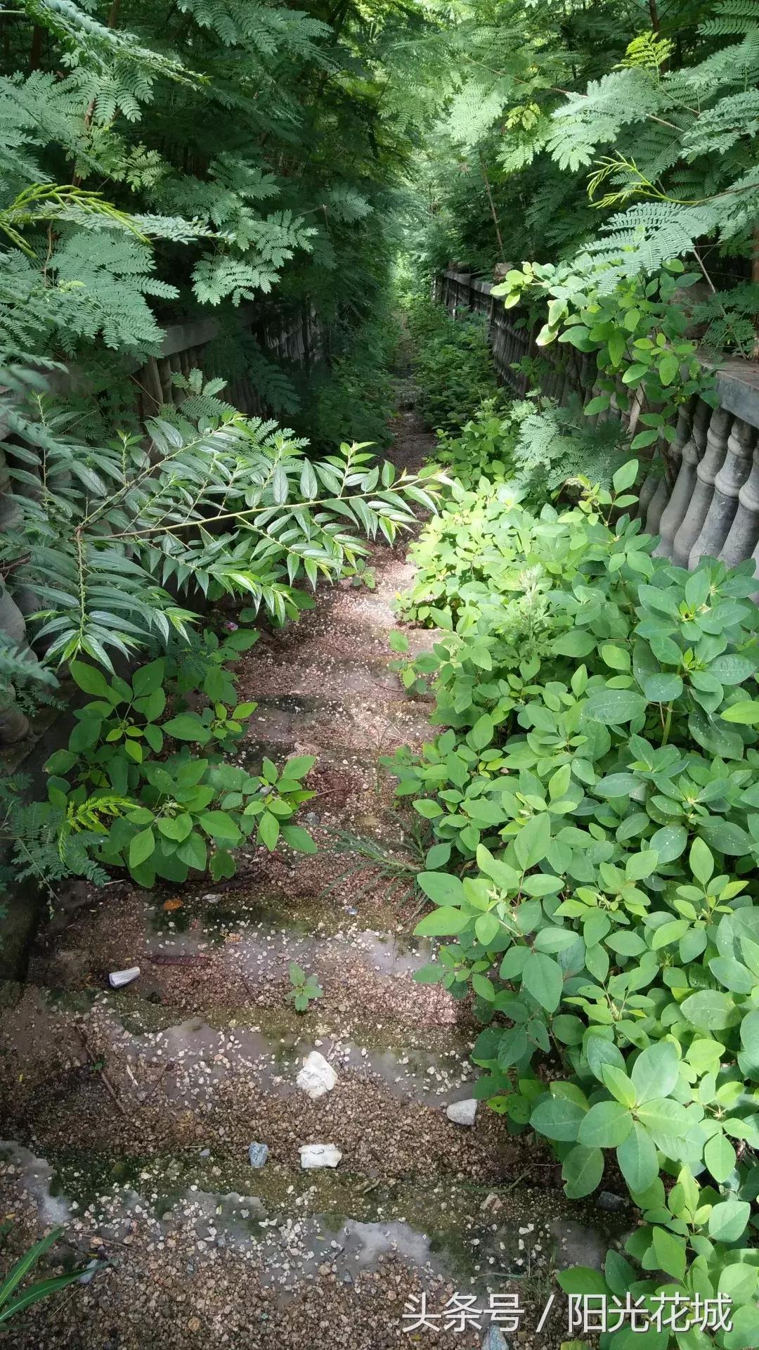 攀枝花的路有多陡,攀枝花最陡的坡