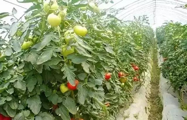 赤霉素芸苔素多效唑用法大汇总,多效唑赤霉素的作用