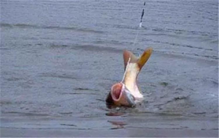 钓鱼技巧甩竿,钓鱼甩竿小技巧视频完整版