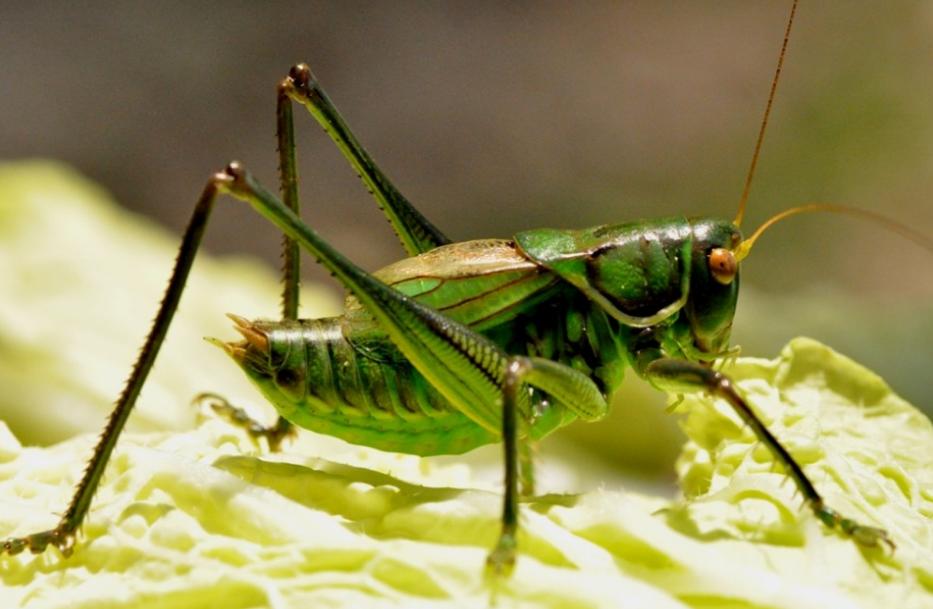 农村小时候的植物玩具,小时候蝈蝈怎么抓