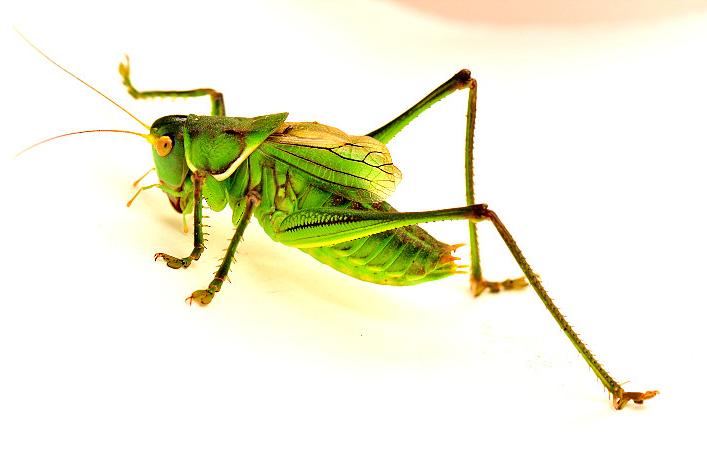 农村小时候的植物玩具,小时候蝈蝈怎么抓