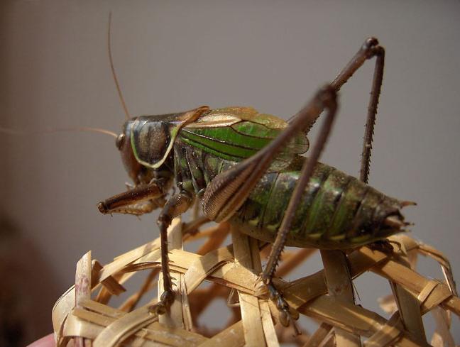 农村小时候的植物玩具,小时候蝈蝈怎么抓