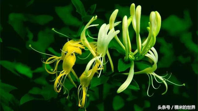 鍒橀摥璇楄瘝鍏ㄩ泦,鍒橀摥璇楁枃