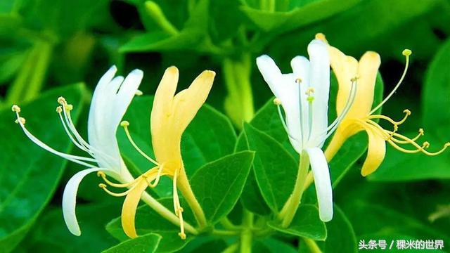 鍒橀摥璇楄瘝鍏ㄩ泦,鍒橀摥璇楁枃