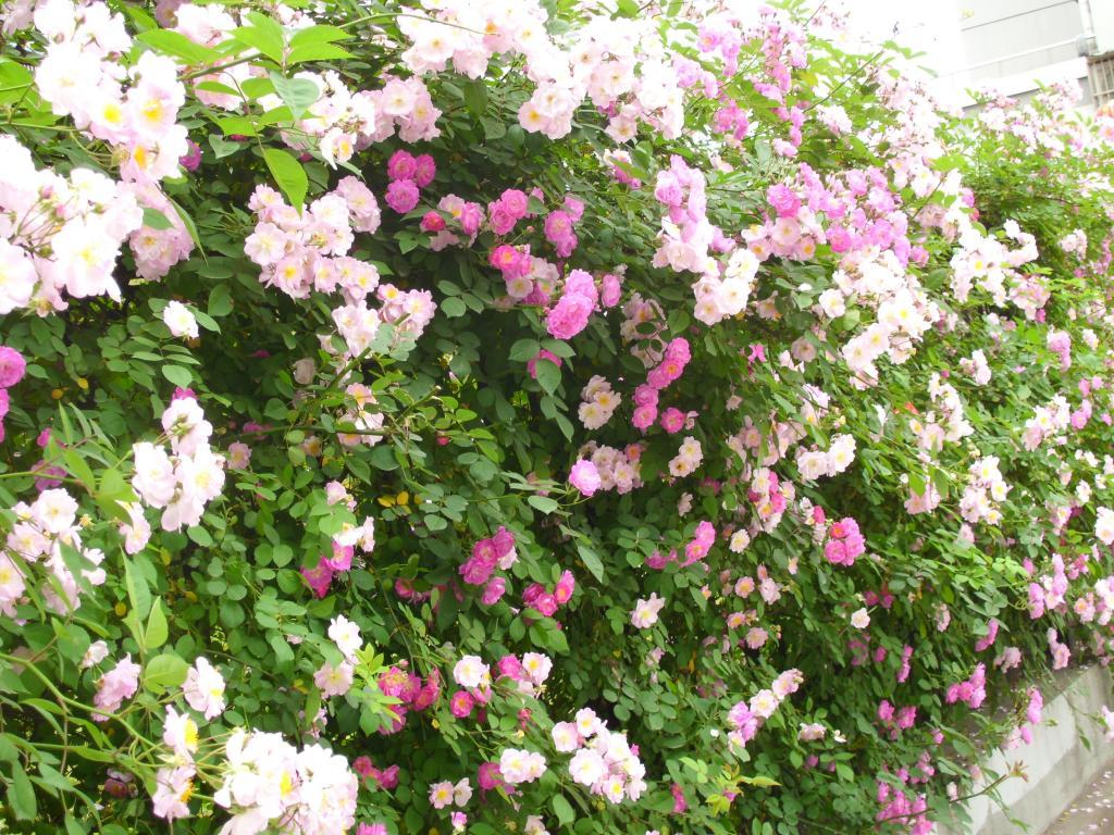 鑺辫澶у叏涓冨閫佽姳鏀荤暐,瑙ｅ咖鎯呰瘽