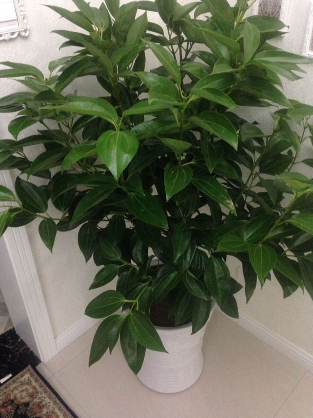 家里多养这4种花,家里养了这九种花进门就香气迷人