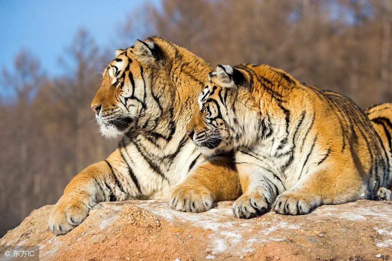 盘点十二生肖最佳姻缘配对,十二生肖婚配不宜配对的生肖