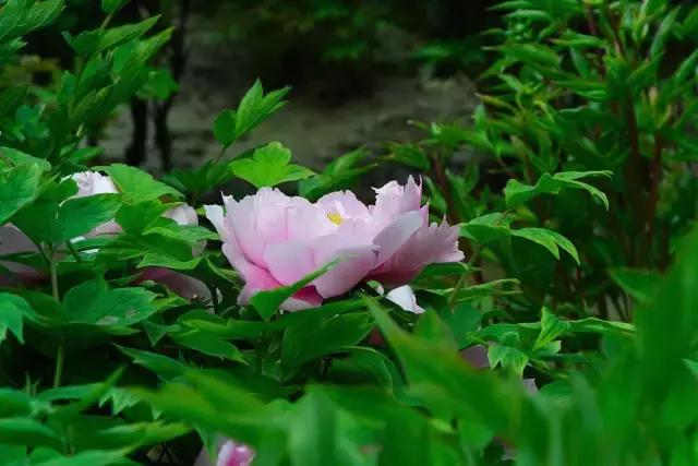 王维十首最美禅诗,诗佛王维最美的诗句