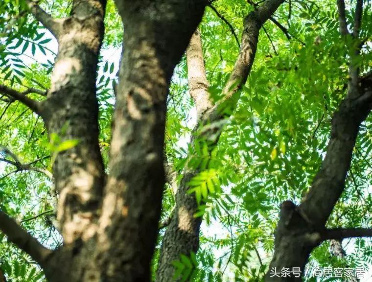 柴木是什么木质,你知道什么叫木匠吗