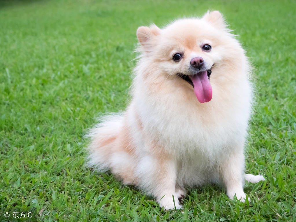 十二属相婚配表鸡,十二属相婚配顺口溜