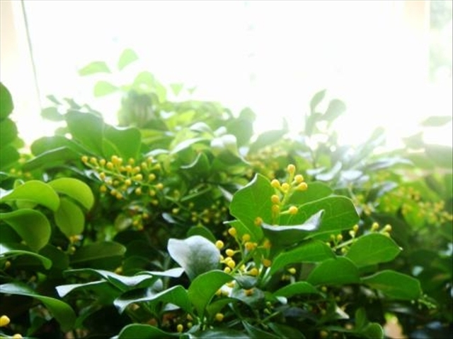 怎么养好米兰花盆栽呢,米兰花养护方法和注意事项