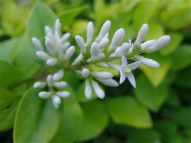 怎么养好米兰花盆栽呢,米兰花养护方法和注意事项