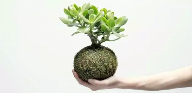 海关不准从国外邮寄的东西,中国海关禁止美籍华人回国吗