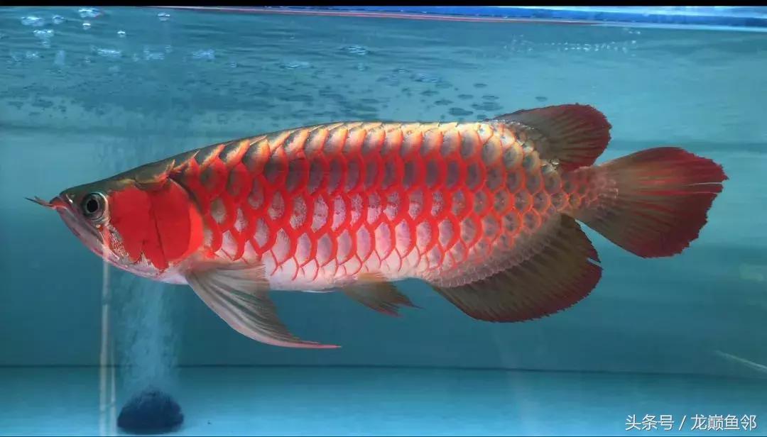 龙鱼太小了不吃食怎么办,龙鱼一直不吃怎么办