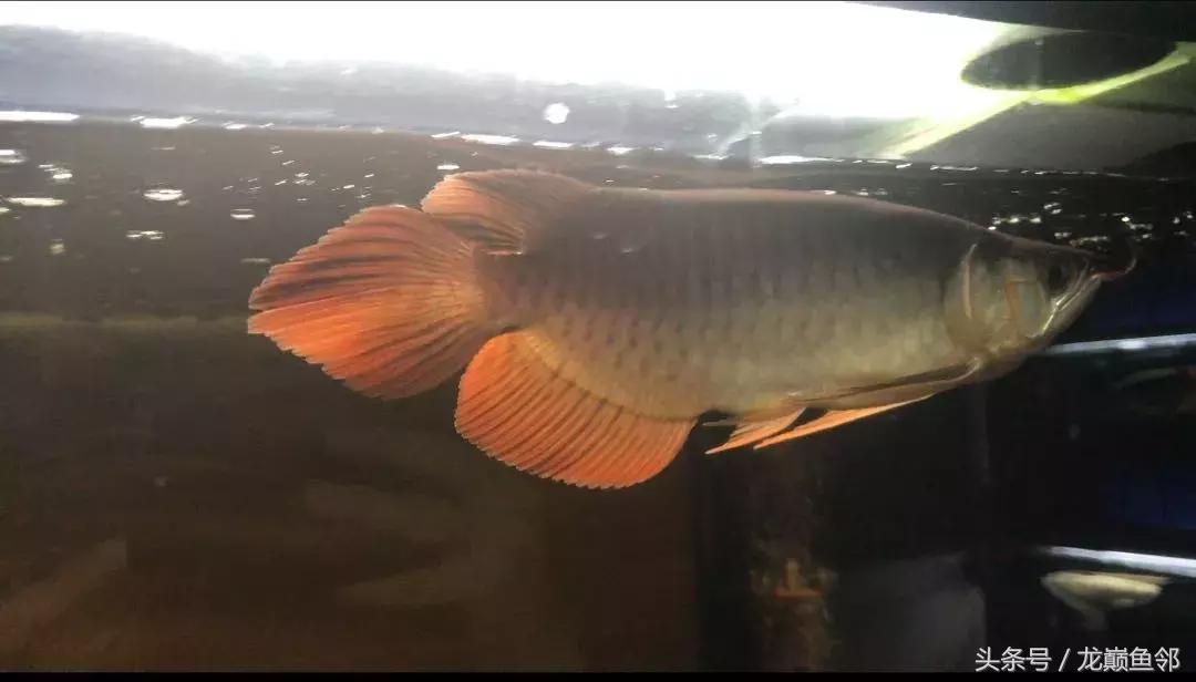 龙鱼太小了不吃食怎么办,龙鱼一直不吃怎么办