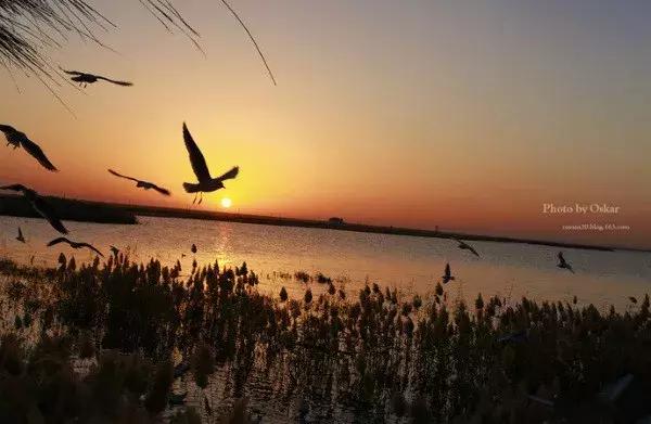 蚂蚁沙漠种树,蚂蚁森林沙漠种树航拍