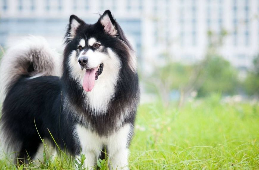 阿拉斯加颜值高、聪明讨喜，却有五大缺点，想养的人要考虑清楚！