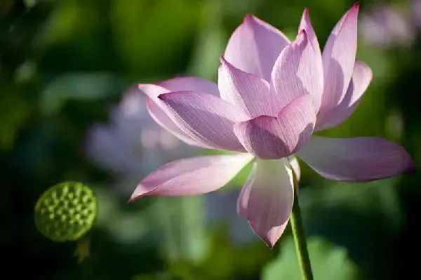 当诗文遇上荷花，醉了这一夏