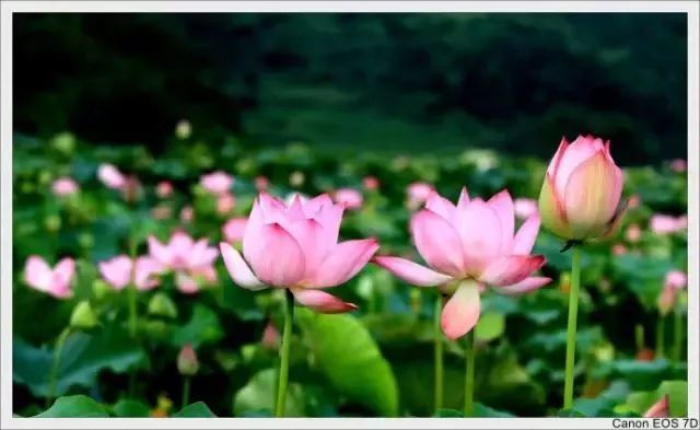 当诗文遇上荷花，醉了这一夏