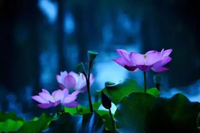 当诗文遇上荷花，醉了这一夏