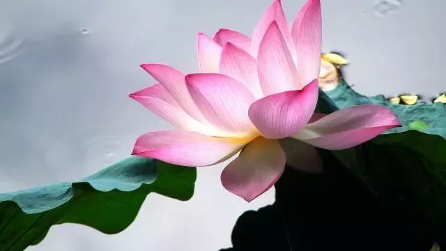 当诗文遇上荷花，醉了这一夏