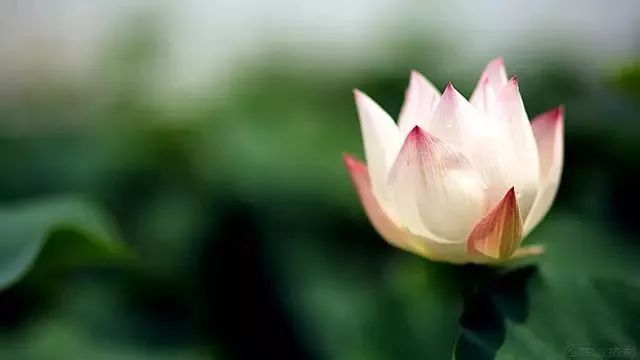 当诗文遇上荷花，醉了这一夏