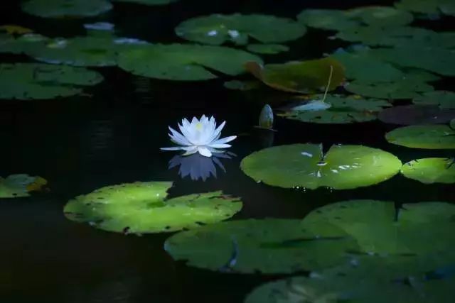 当诗文遇上荷花，醉了这一夏