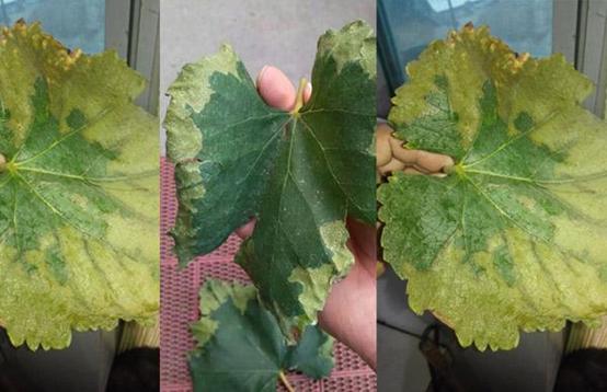 葡萄叶子烧边是什么病,葡萄叶子长白霜是怎么回事