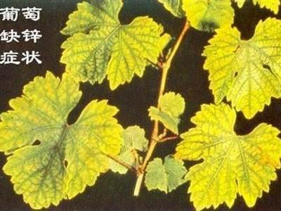 葡萄叶子烧边是什么病,葡萄叶子长白霜是怎么回事