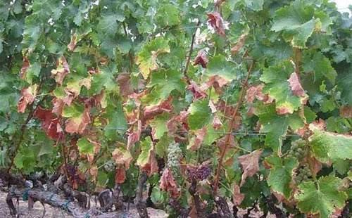 葡萄叶子烧边是什么病,葡萄叶子长白霜是怎么回事