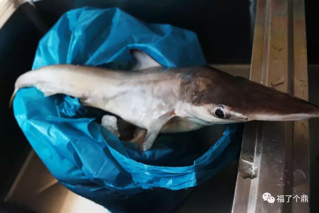 这碗鲨鱼片太刺激了