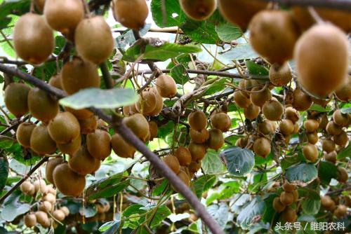 氯吡脲葡萄保花保果怎么用,膨果专用肥氯吡脲正确使用方法