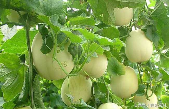 氯吡脲葡萄保花保果怎么用,膨果专用肥氯吡脲正确使用方法