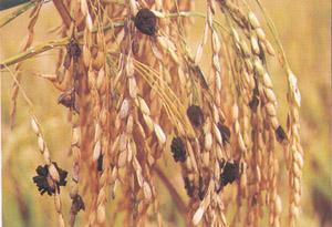 水稻稻曲病怎么治,水稻稻曲病的防治方法有哪些