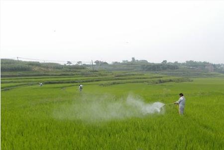 水稻稻曲病怎么治,水稻稻曲病的防治方法有哪些