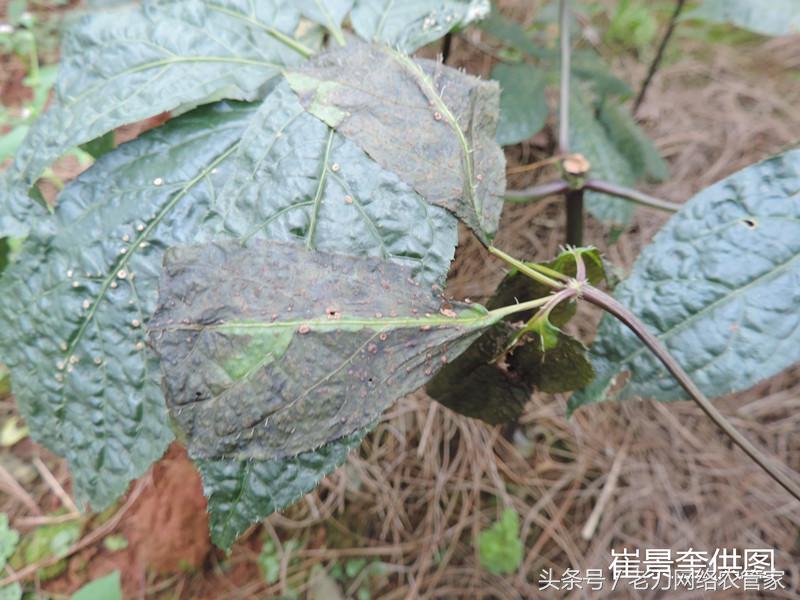 病害|我家三七叶片这是怎么了?请专家帮忙看看