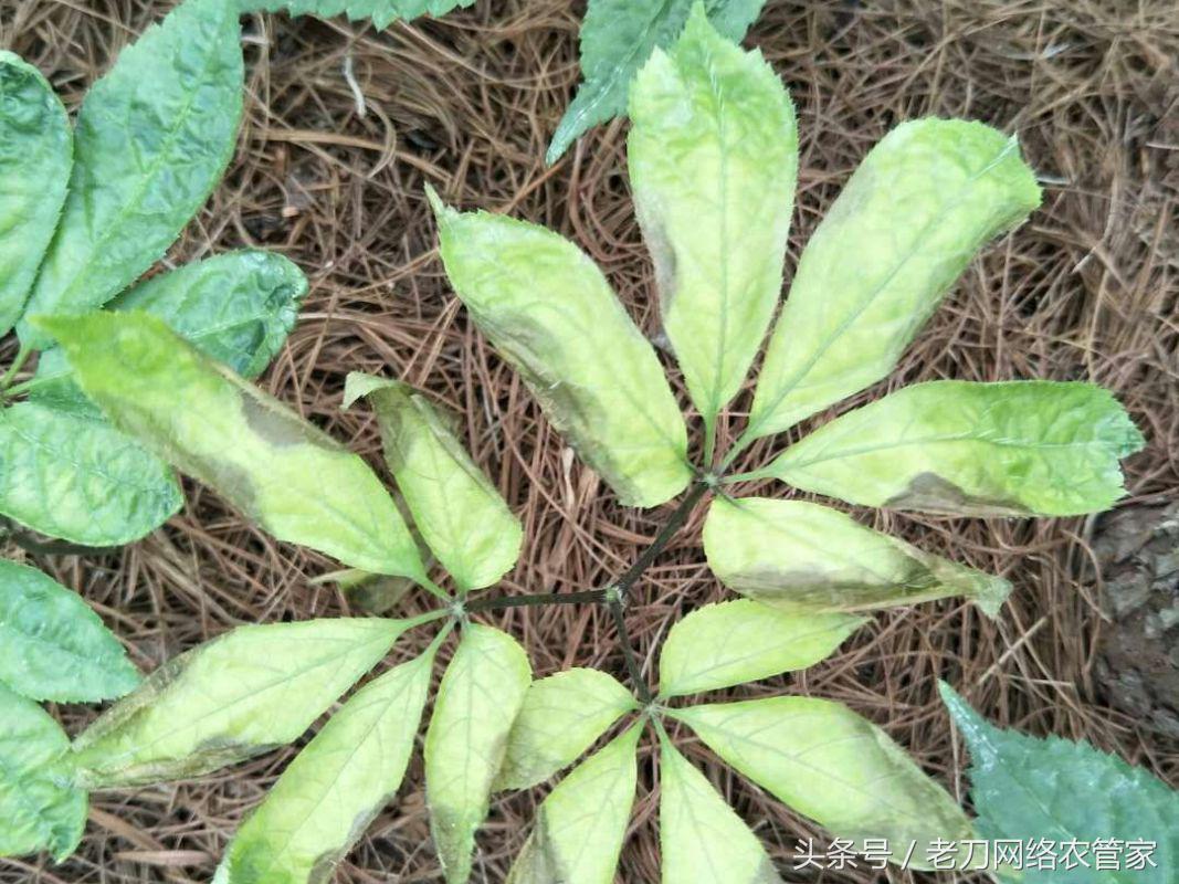 病害|我家三七叶片这是怎么了?请专家帮忙看看
