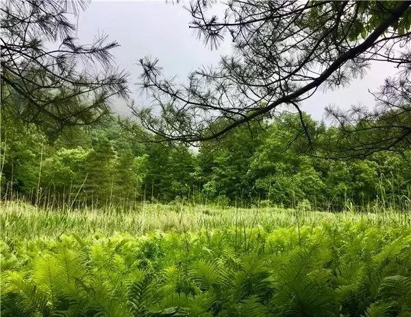 西康高铁什么时间建成,西康高铁工程建设进展