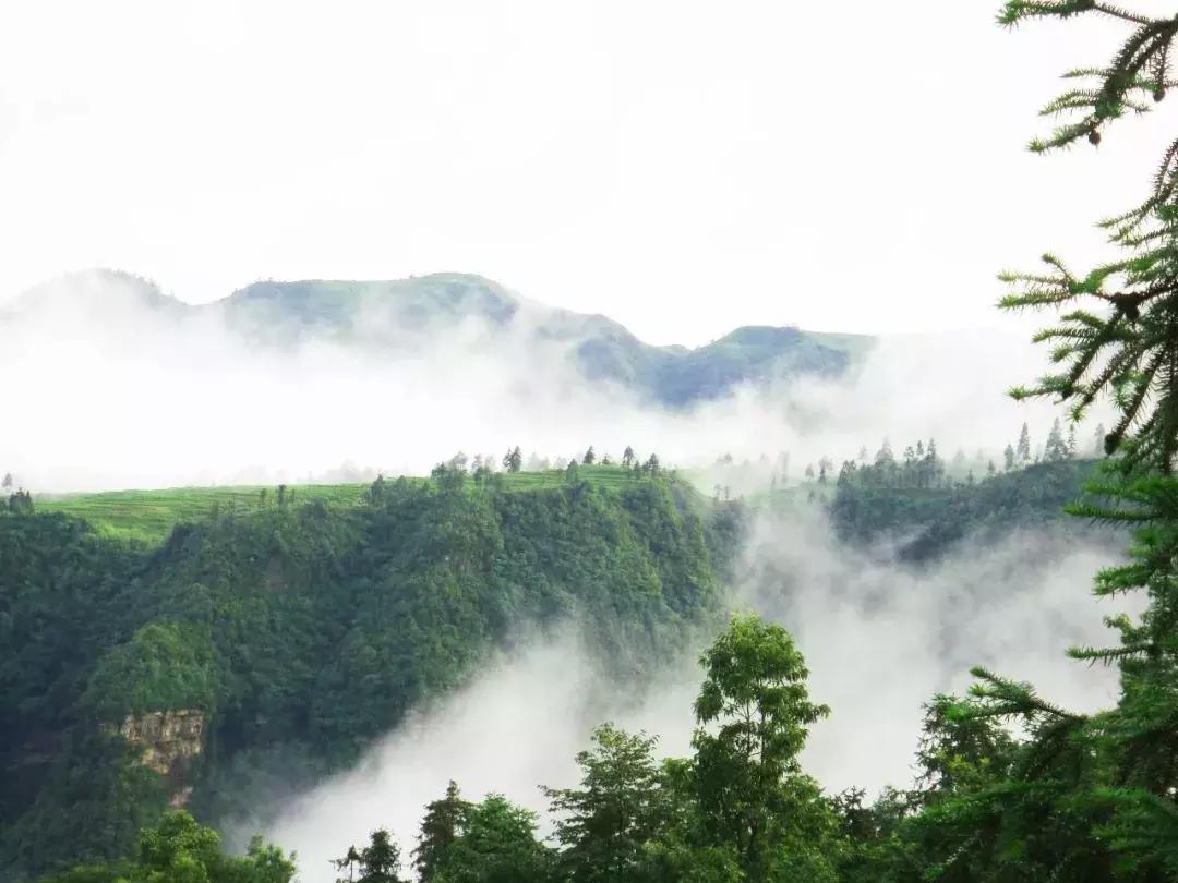 毛主席命名的都匀毛尖，到底有多好喝？