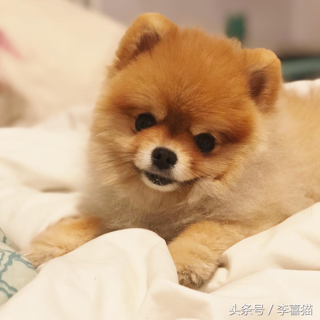 记忆中的狗狗不仅仅是童年的玩伴,记忆中的狗狗有哪些